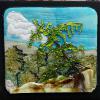 "Glass Pine"
cattim_789_25
15 1/2" x 14 1/2"
